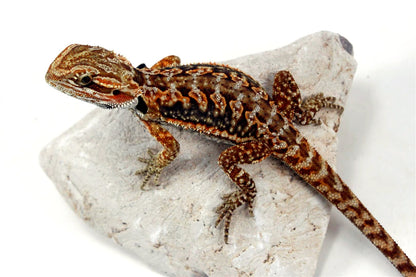 Leatherback Dunner Bearded Dragon All Reptiles