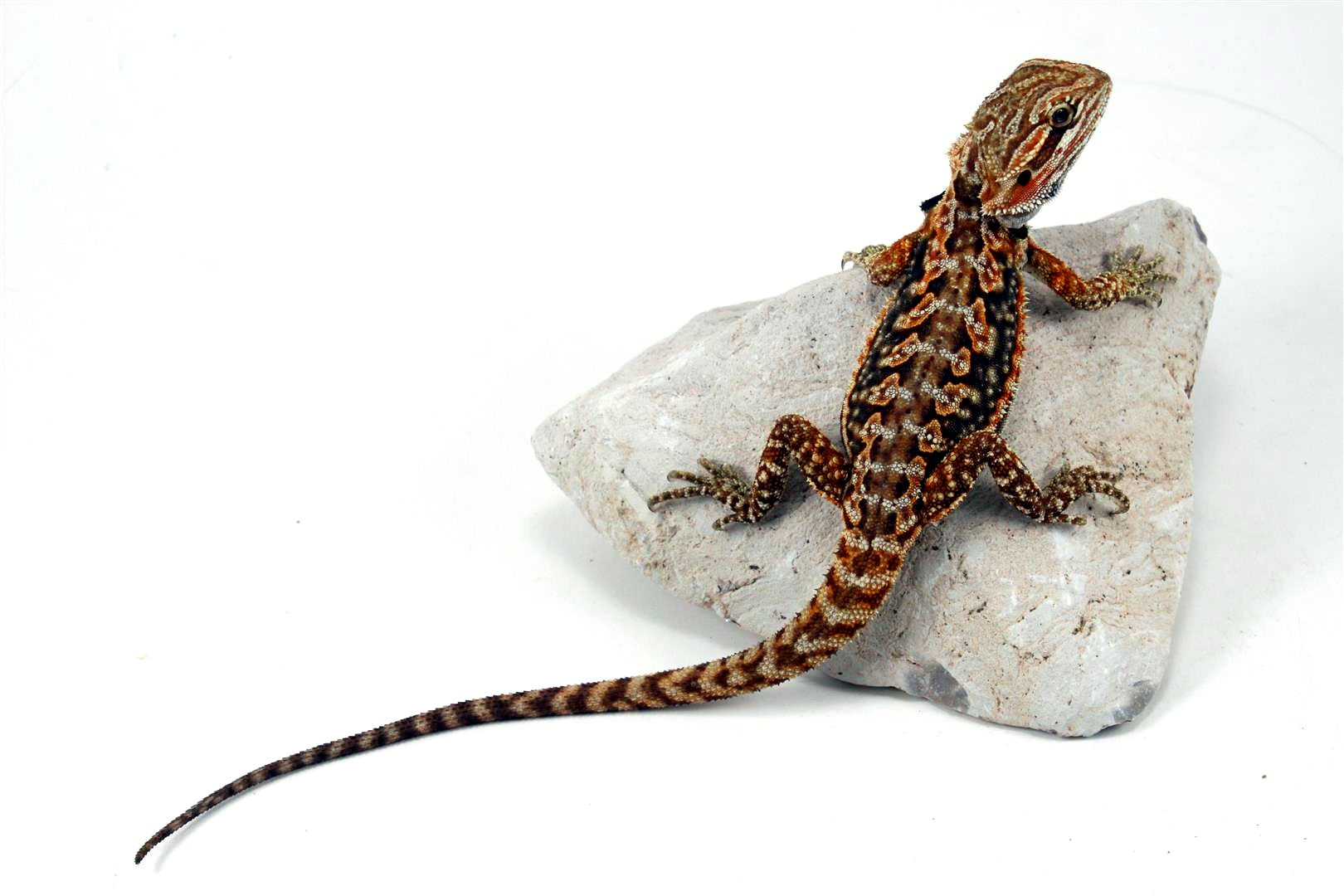 Leatherback Dunner Bearded Dragon All Reptiles