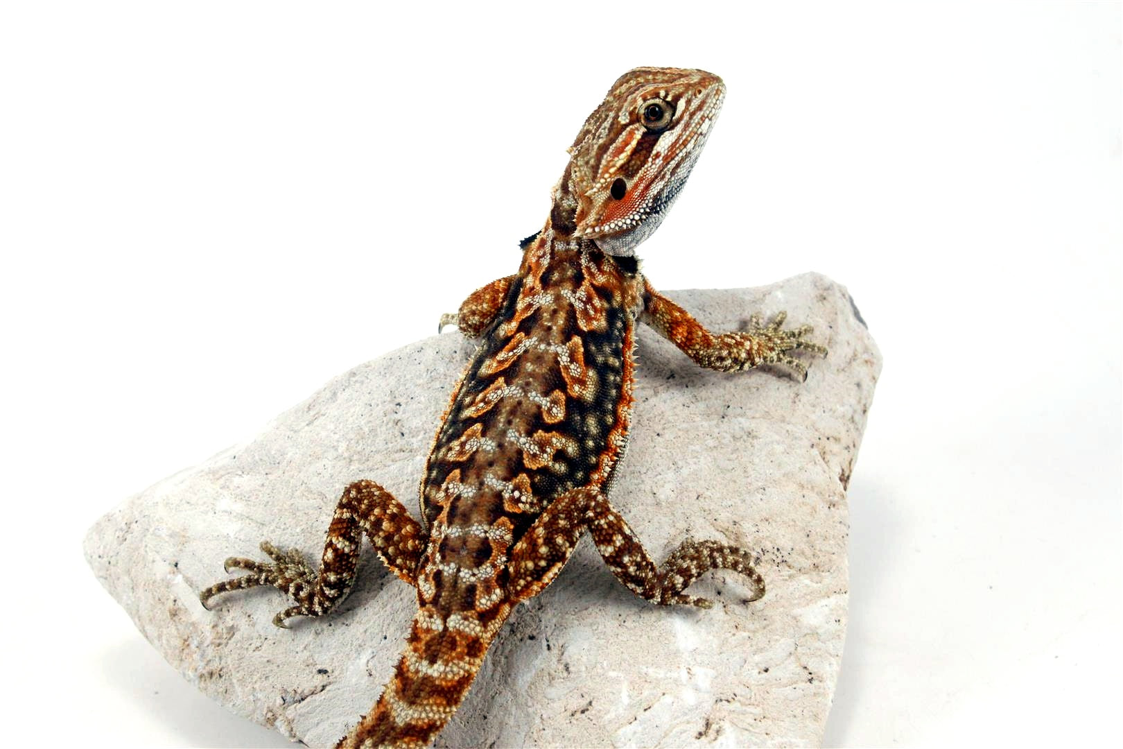 Leatherback Dunner Bearded Dragon All Reptiles