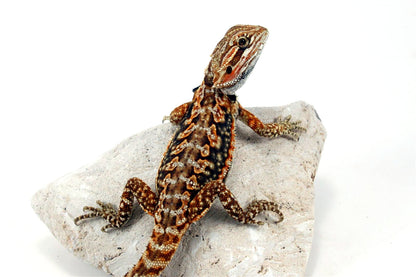 Leatherback Dunner Bearded Dragon All Reptiles
