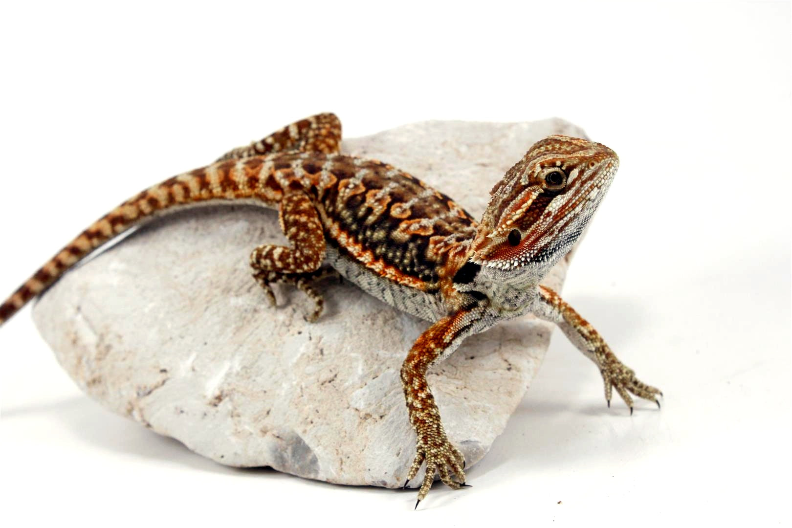 Leatherback Dunner Bearded Dragon All Reptiles