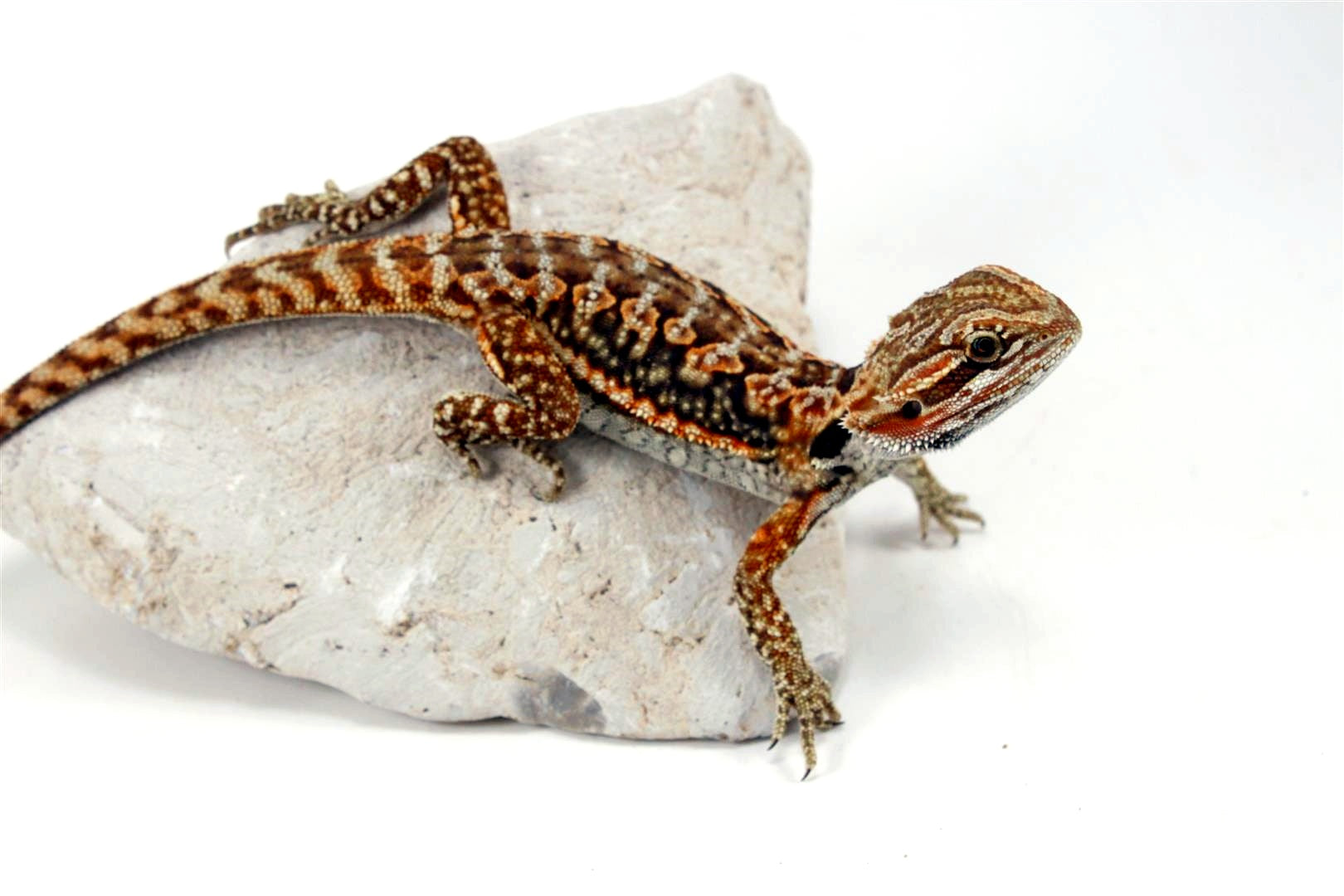 Leatherback Dunner Bearded Dragon All Reptiles