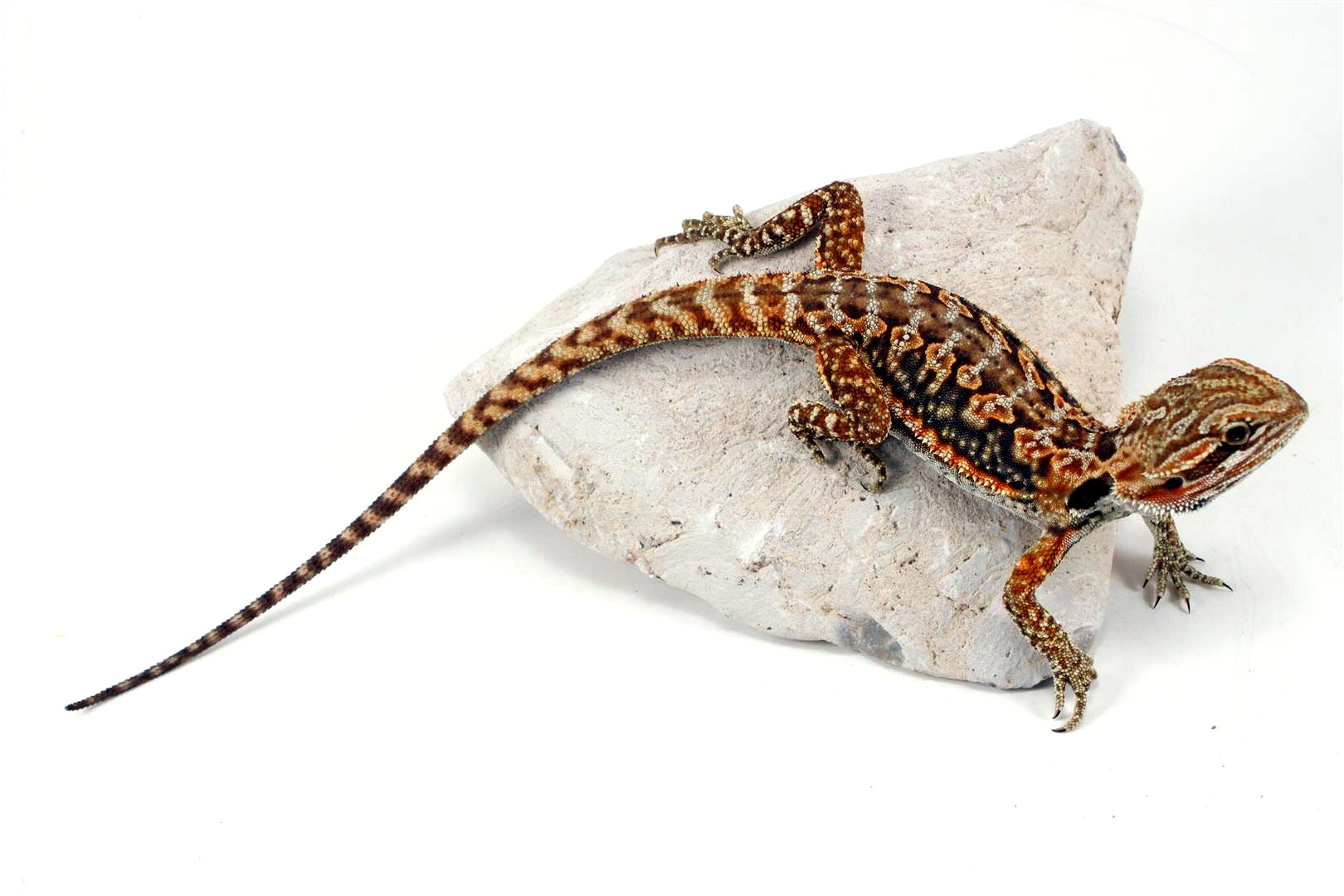 Leatherback Dunner Bearded Dragon All Reptiles