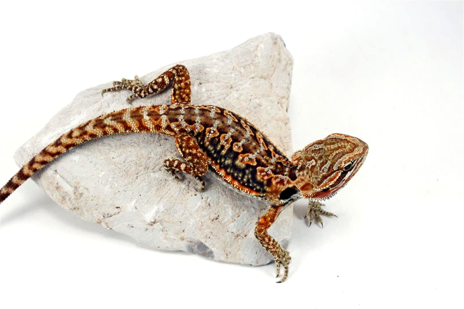 Leatherback Dunner Bearded Dragon All Reptiles