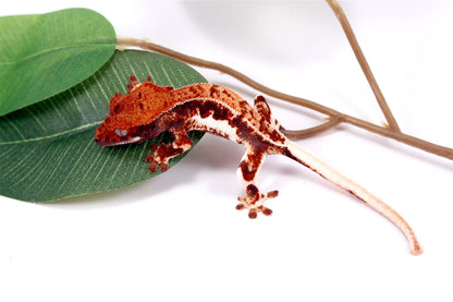 High Contrast Lilly White Crested Gecko All Reptiles