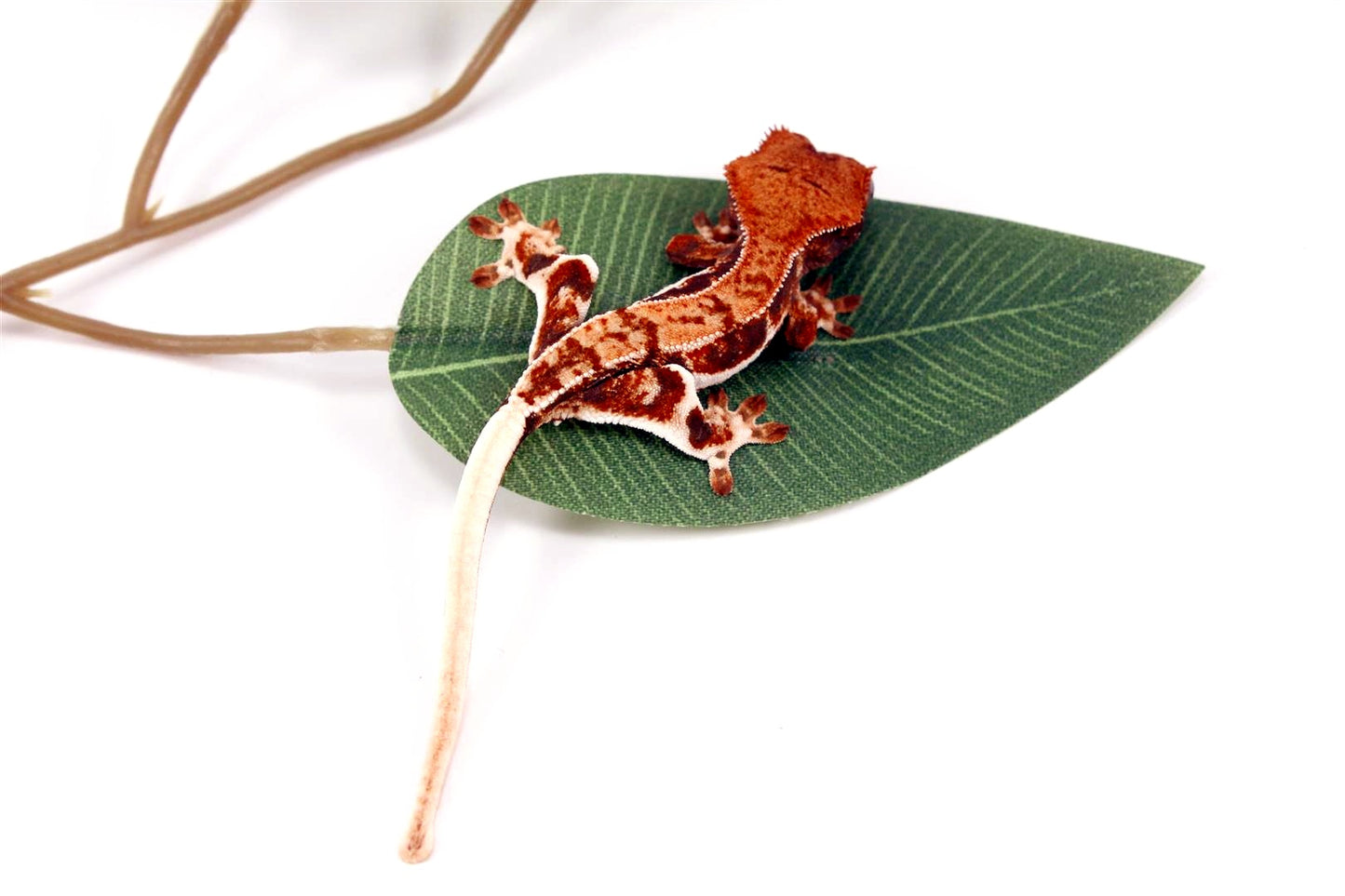 High Contrast Lilly White Crested Gecko All Reptiles