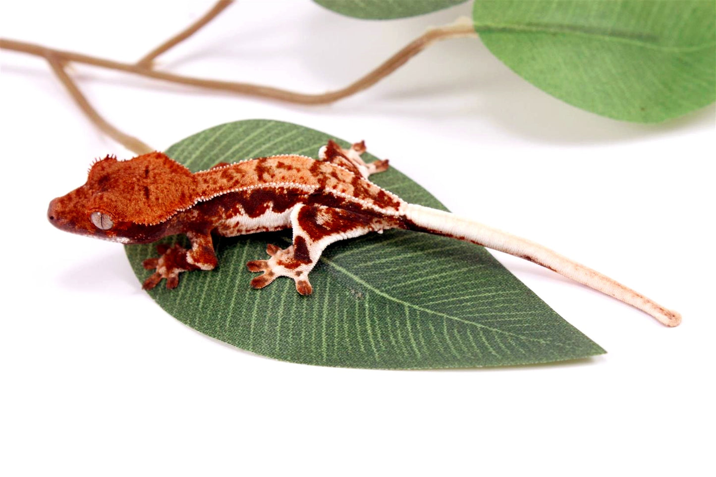 High Contrast Lilly White Crested Gecko All Reptiles