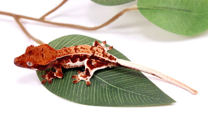 High Contrast Lilly White Crested Gecko All Reptiles