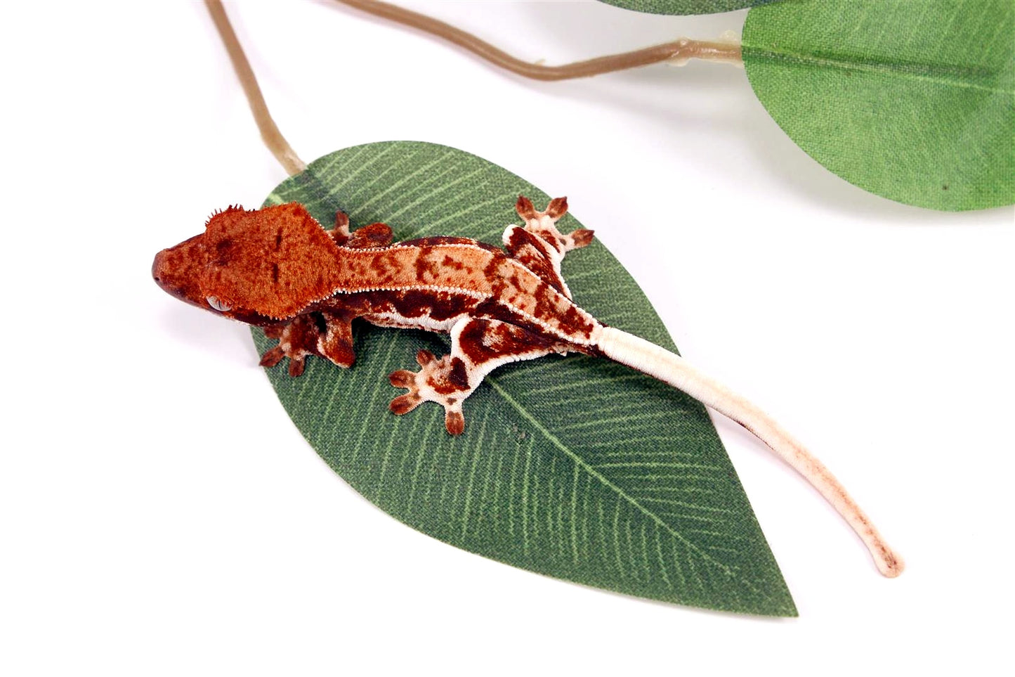 High Contrast Lilly White Crested Gecko All Reptiles