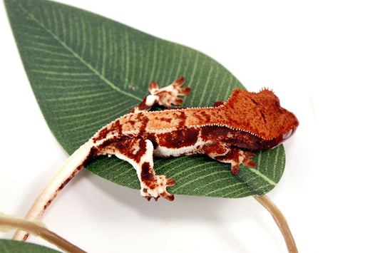 High Contrast Lilly White Crested Gecko All Reptiles