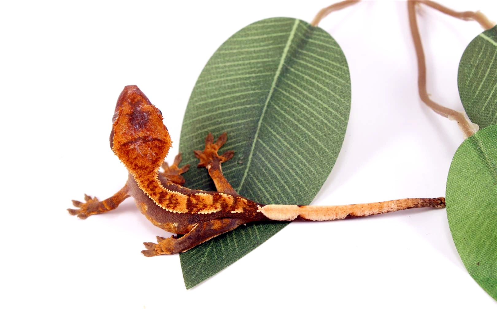 Fire Crested Gecko All Reptiles