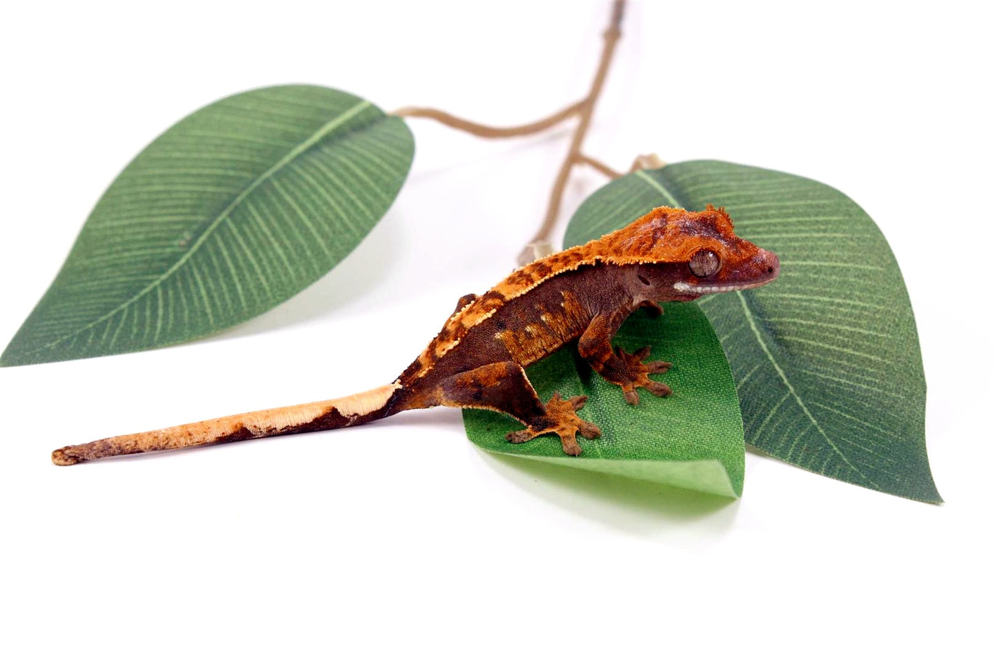 Fire Crested Gecko All Reptiles