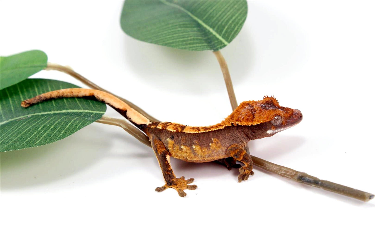 Fire Crested Gecko All Reptiles