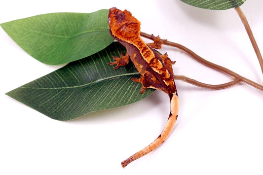 Fire Crested Gecko All Reptiles