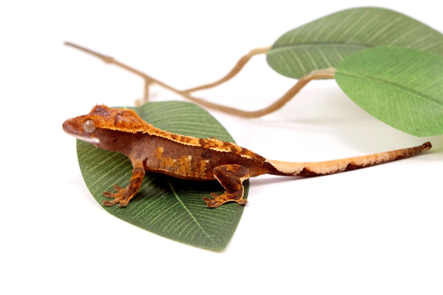 Fire Crested Gecko All Reptiles