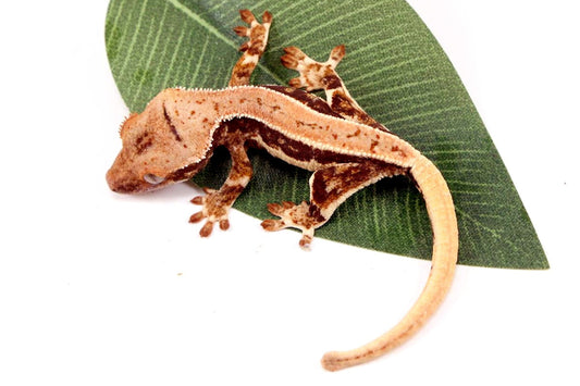 Tricolor Lilly White Crested Gecko All Reptiles