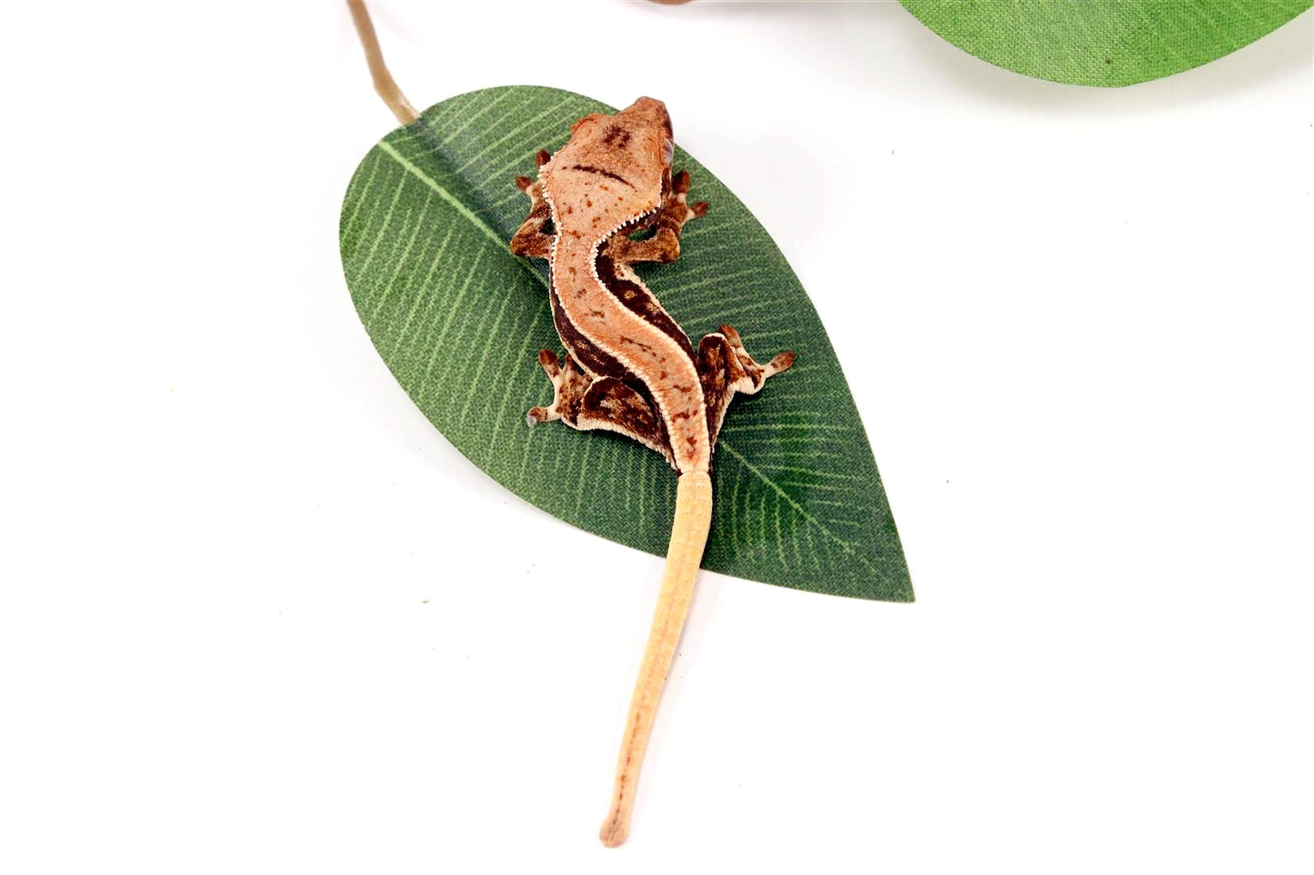 Tricolor Lilly White Crested Gecko All Reptiles