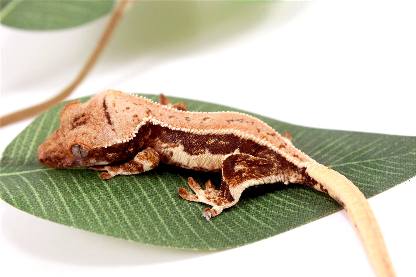 Tricolor Lilly White Crested Gecko All Reptiles