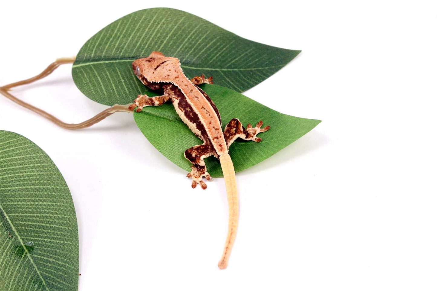 Tricolor Lilly White Crested Gecko All Reptiles
