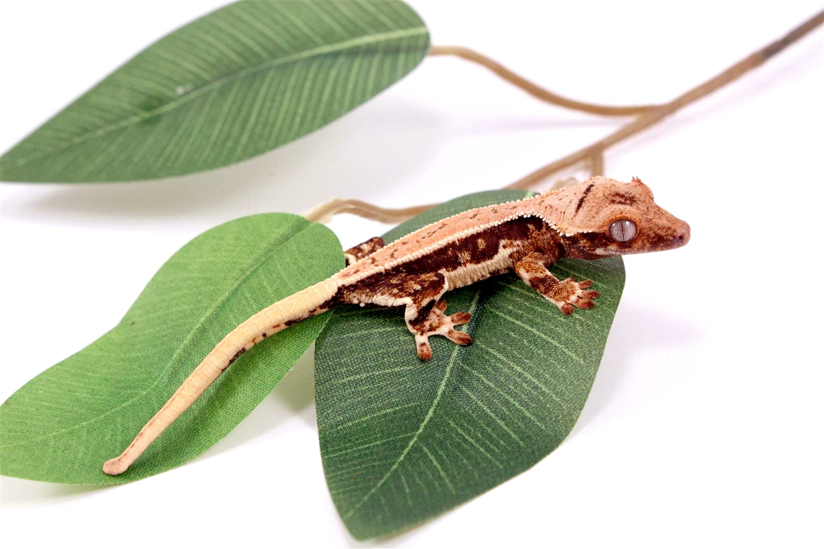 Tricolor Lilly White Crested Gecko All Reptiles