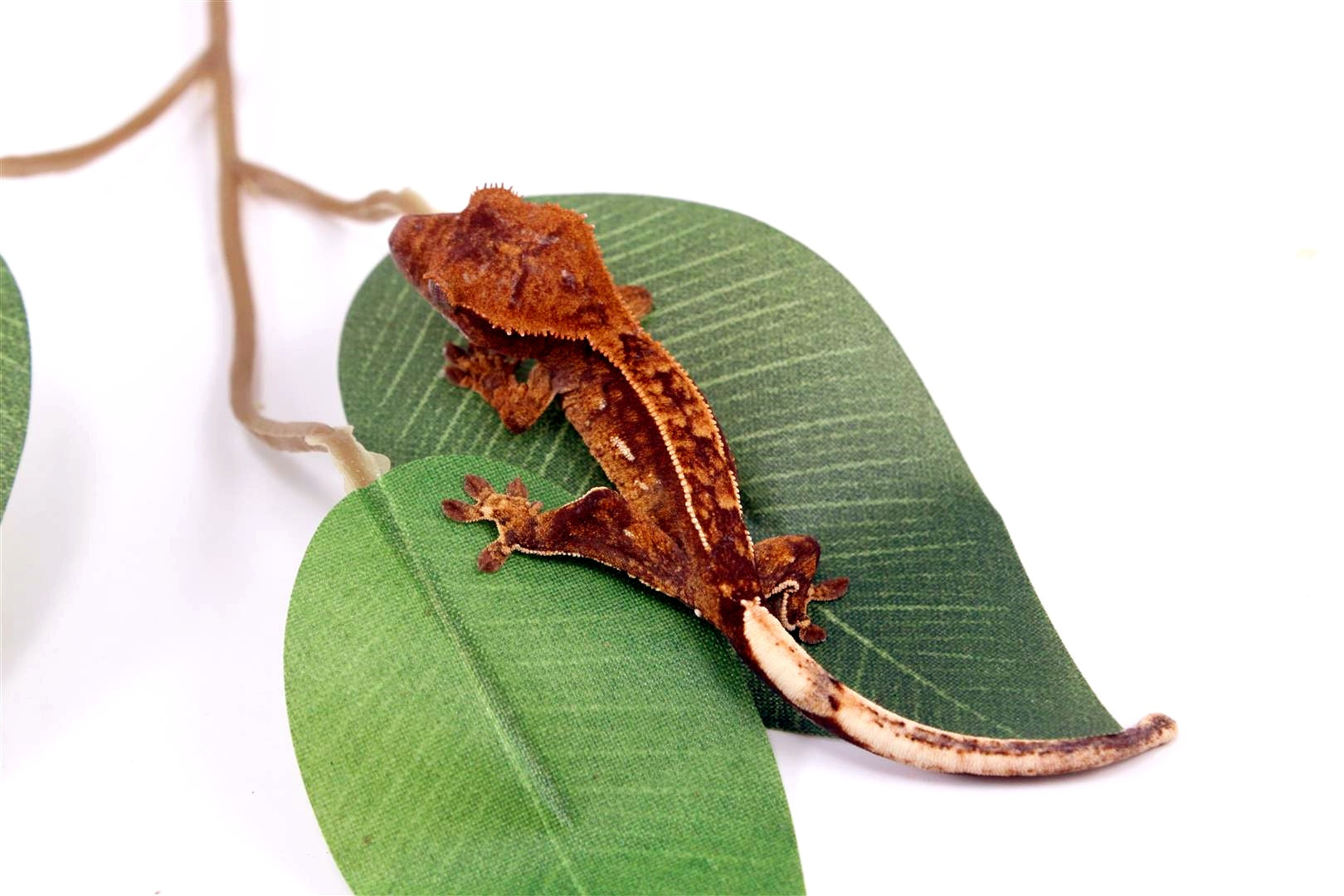 Harlequin Crested Gecko All Reptiles
