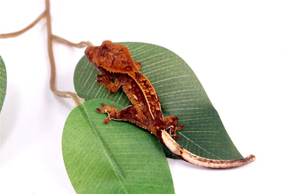 Harlequin Crested Gecko All Reptiles