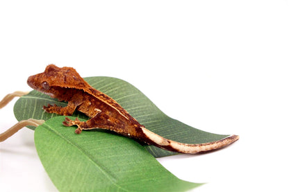 Harlequin Crested Gecko All Reptiles