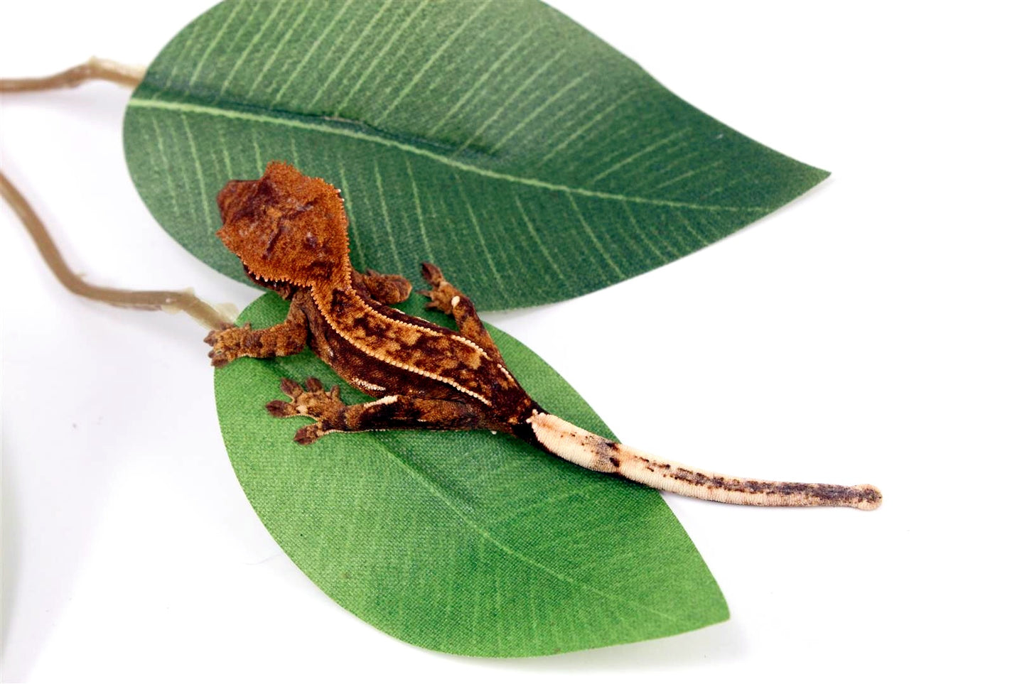 Harlequin Crested Gecko All Reptiles