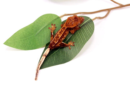 Harlequin Crested Gecko All Reptiles