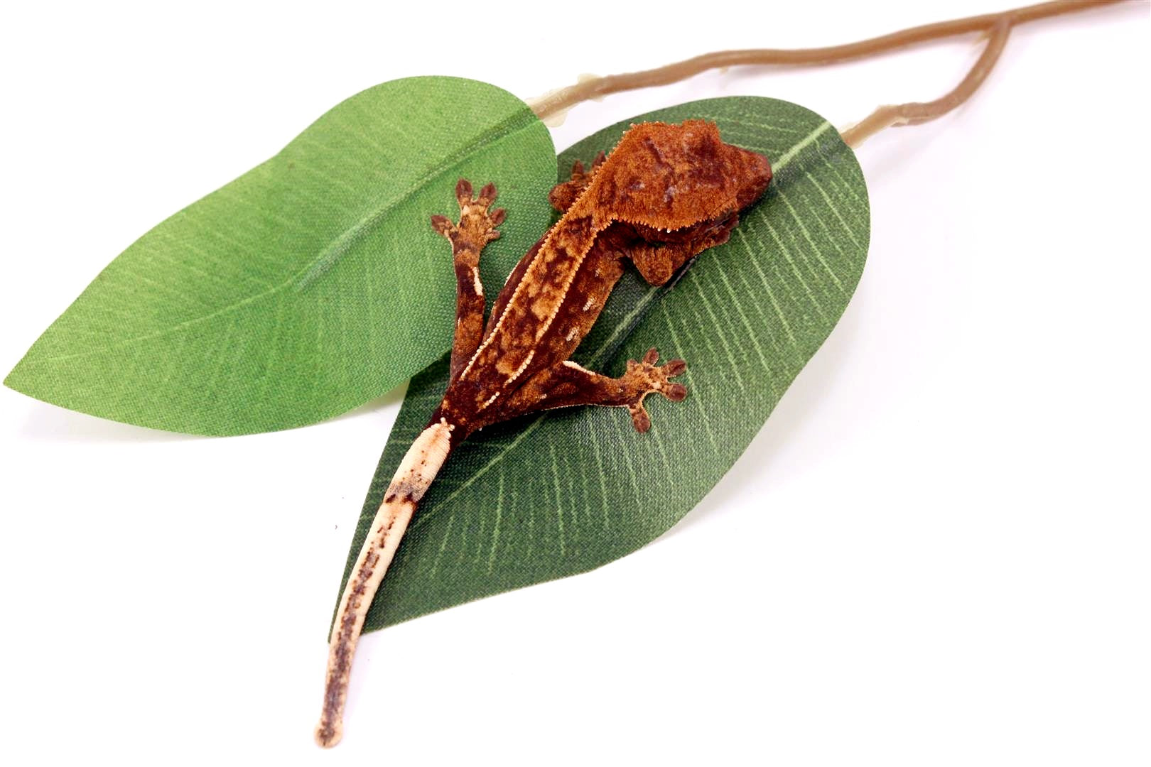 Harlequin Crested Gecko All Reptiles