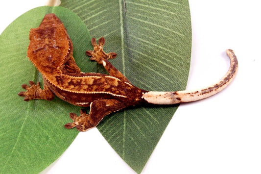Harlequin Crested Gecko All Reptiles