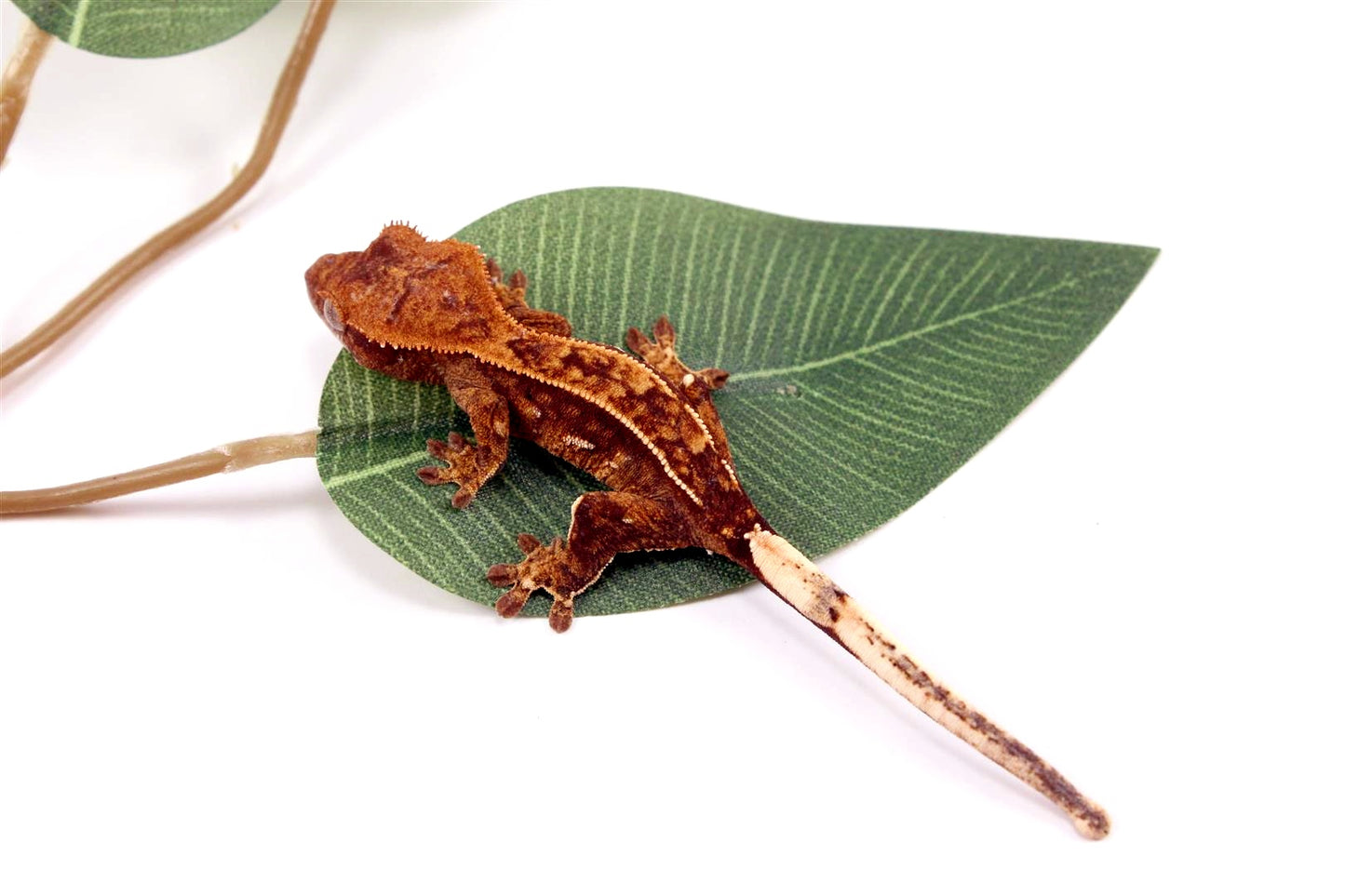 Harlequin Crested Gecko All Reptiles