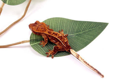 Harlequin Crested Gecko All Reptiles