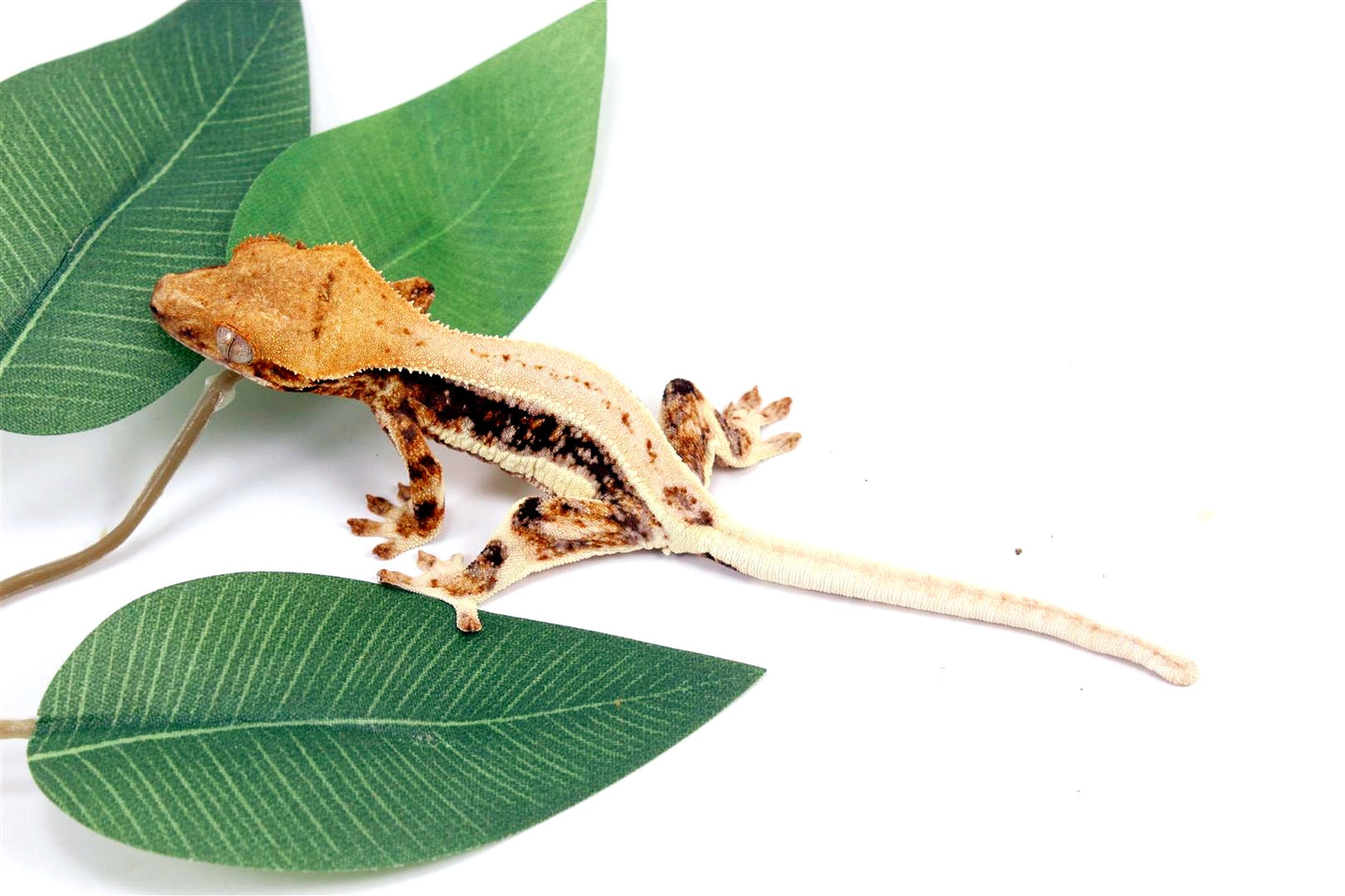 Tricolor High White Lilly White Crested Gecko All Reptiles