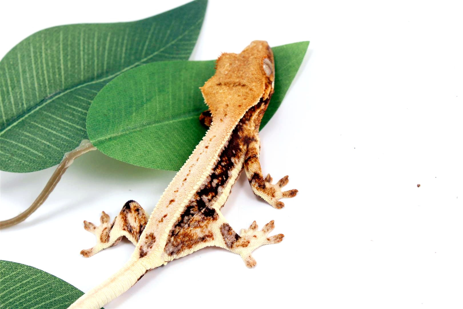 Tricolor High White Lilly White Crested Gecko All Reptiles