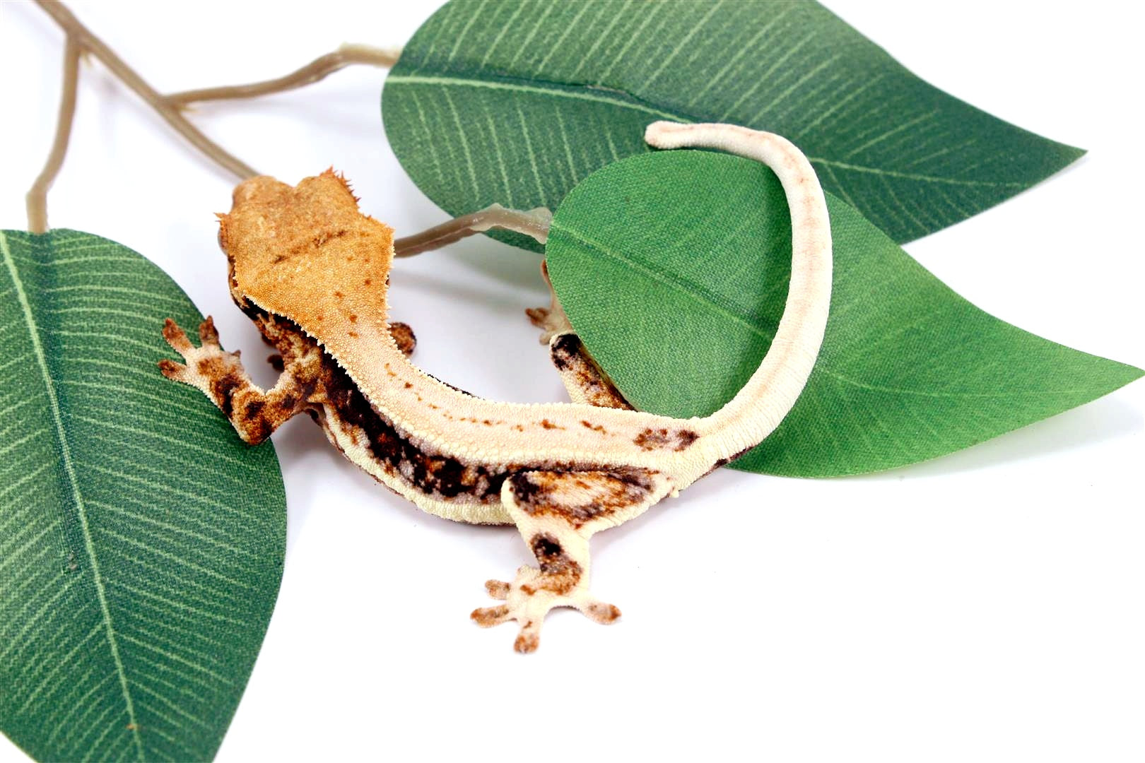 Tricolor High White Lilly White Crested Gecko All Reptiles