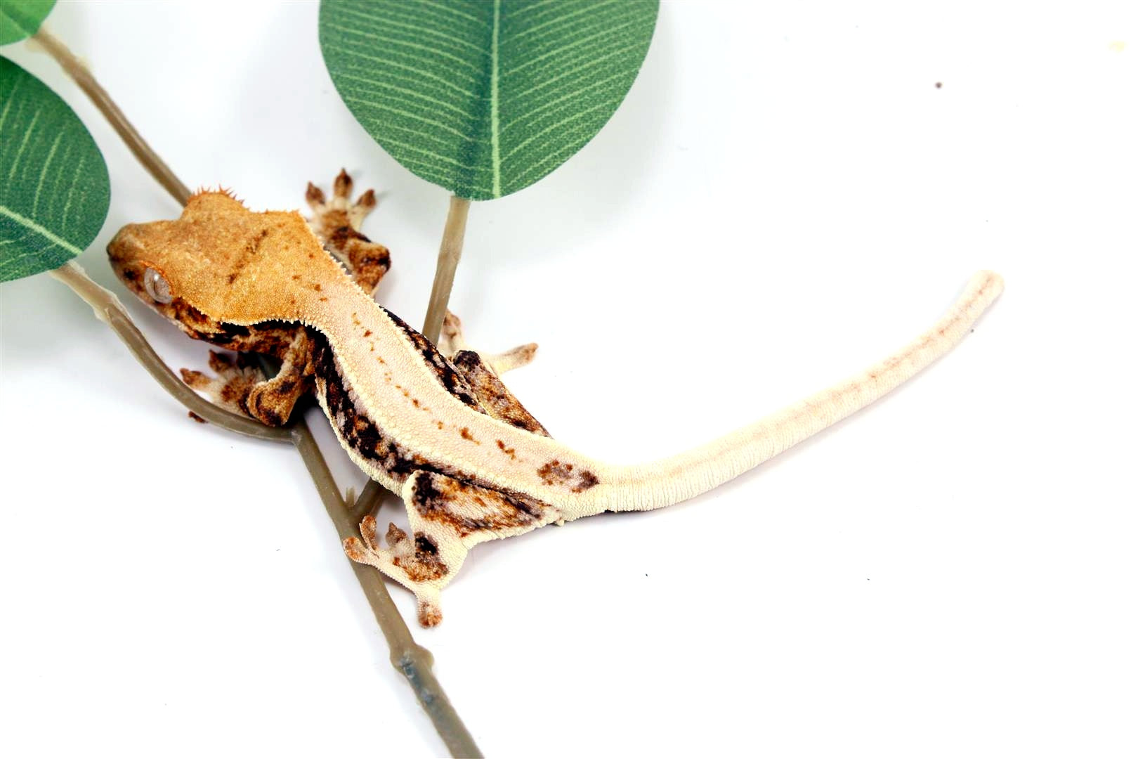 Tricolor High White Lilly White Crested Gecko All Reptiles