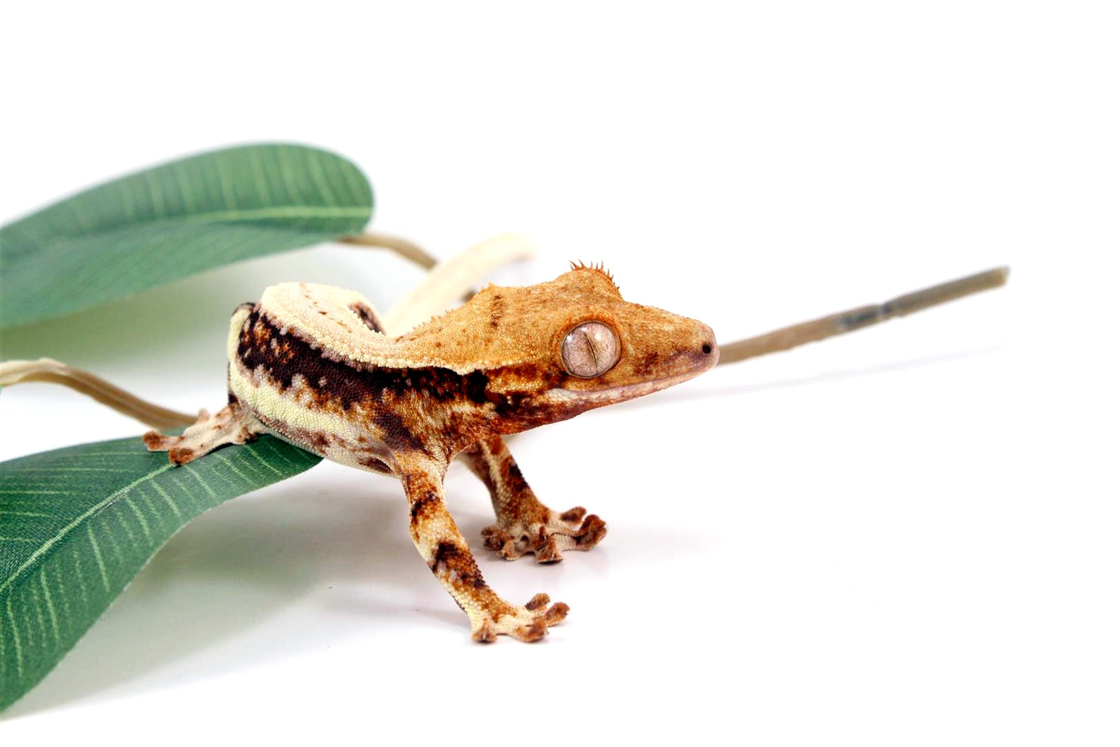 Tricolor High White Lilly White Crested Gecko All Reptiles