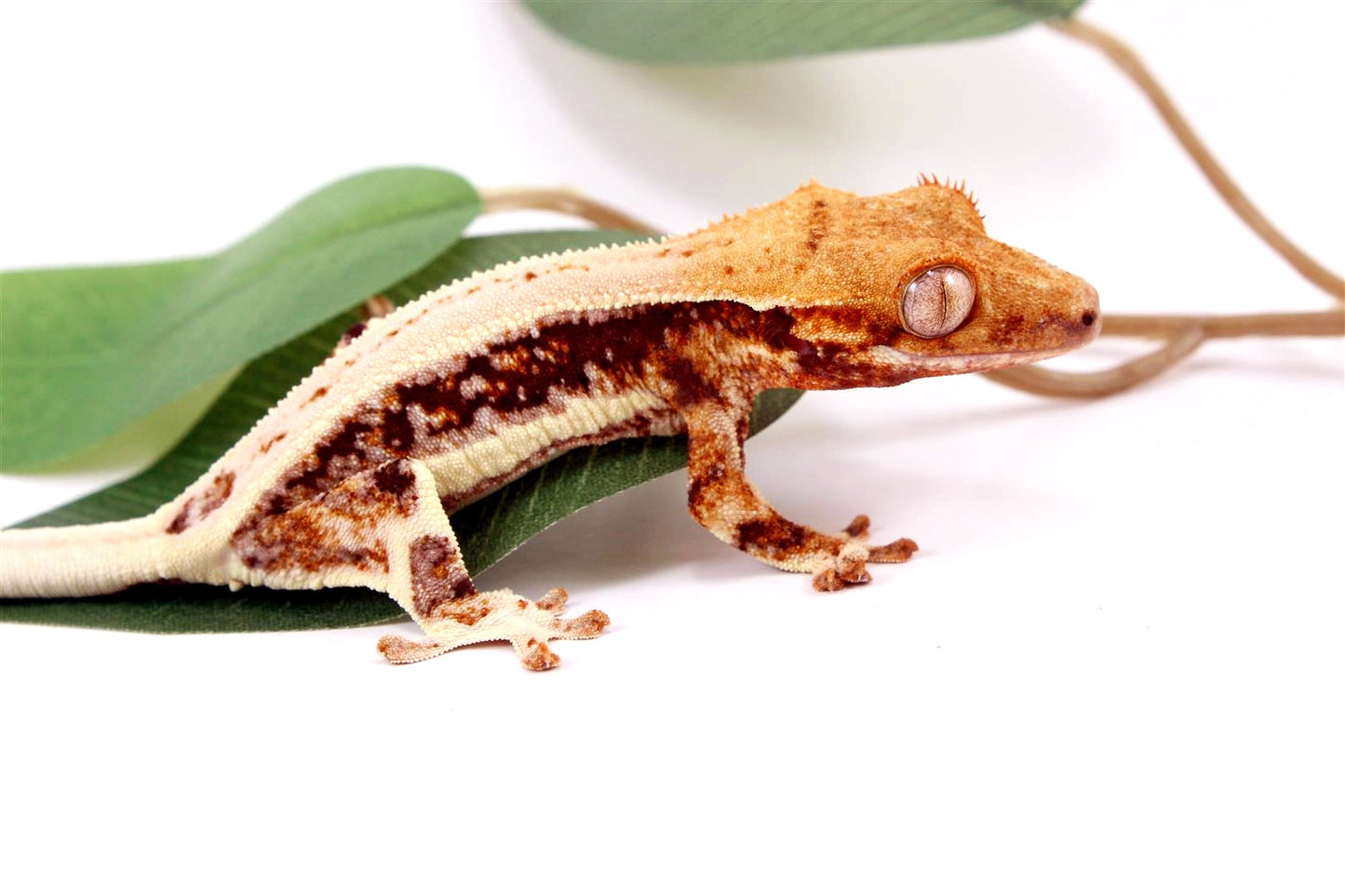 Tricolor High White Lilly White Crested Gecko All Reptiles