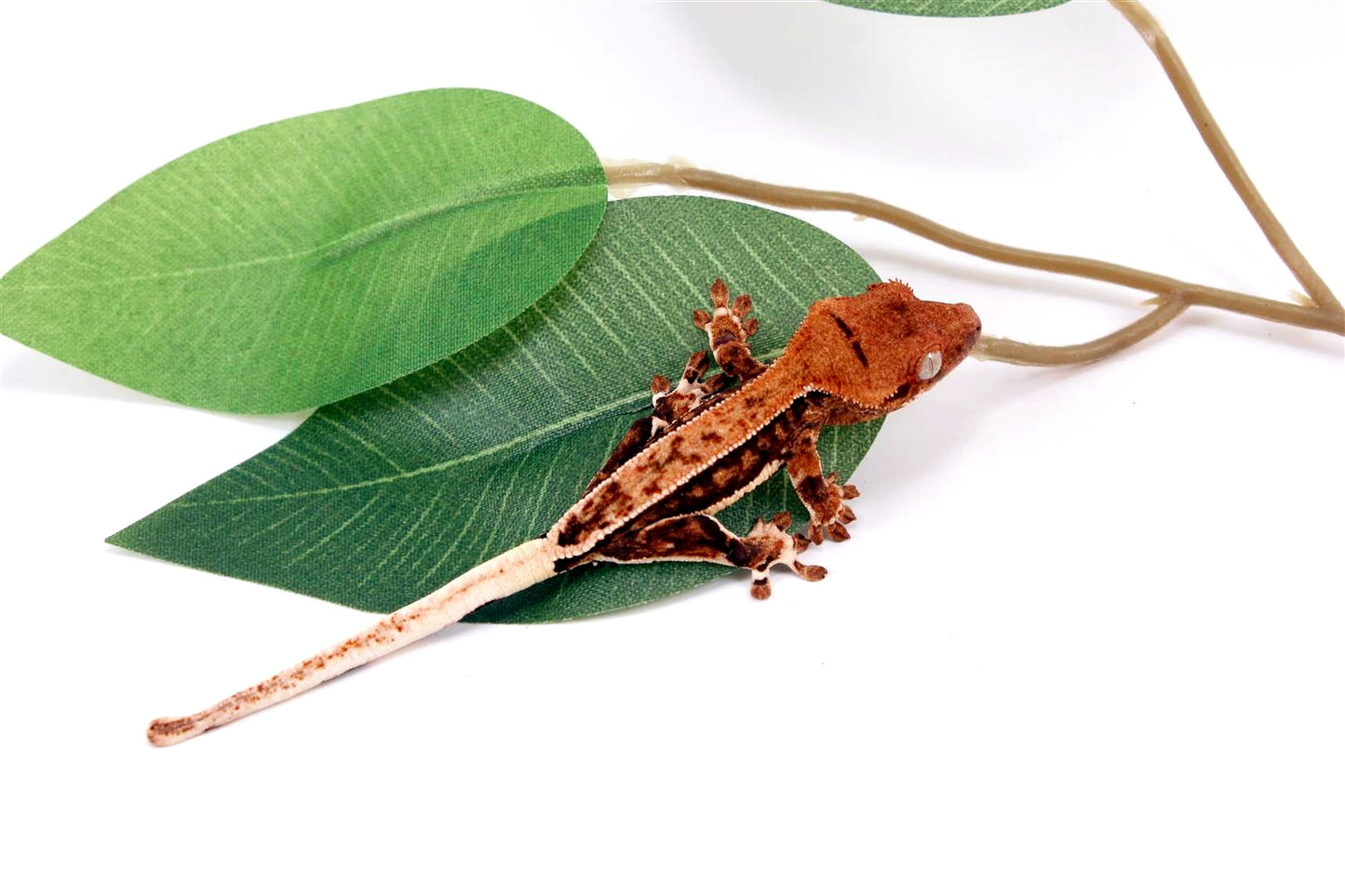 Pinstripe Lilly White Crested Gecko All Reptiles