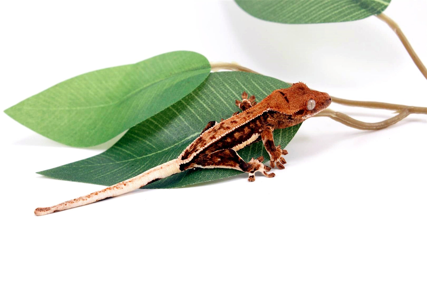 Pinstripe Lilly White Crested Gecko All Reptiles