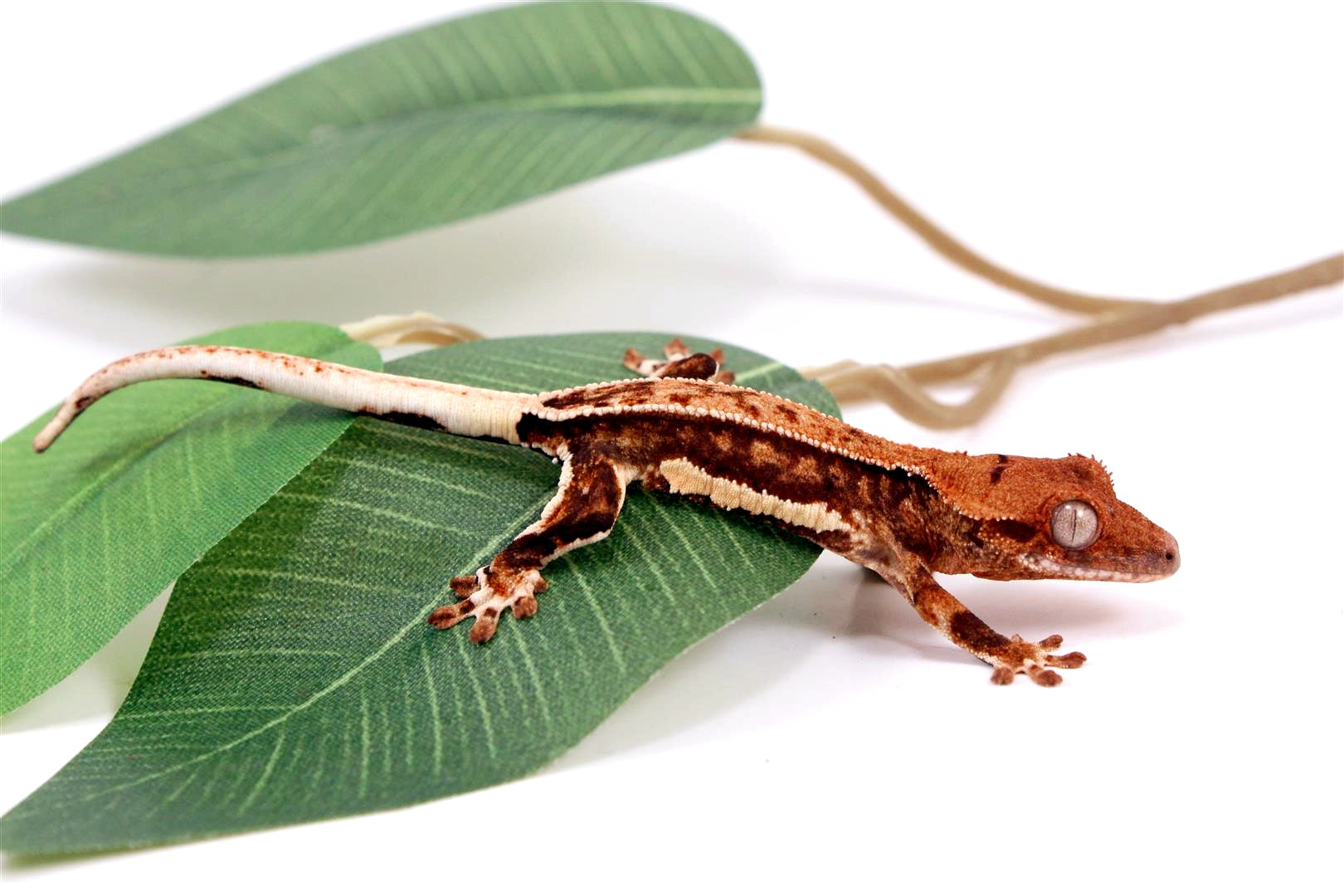 Pinstripe Lilly White Crested Gecko All Reptiles