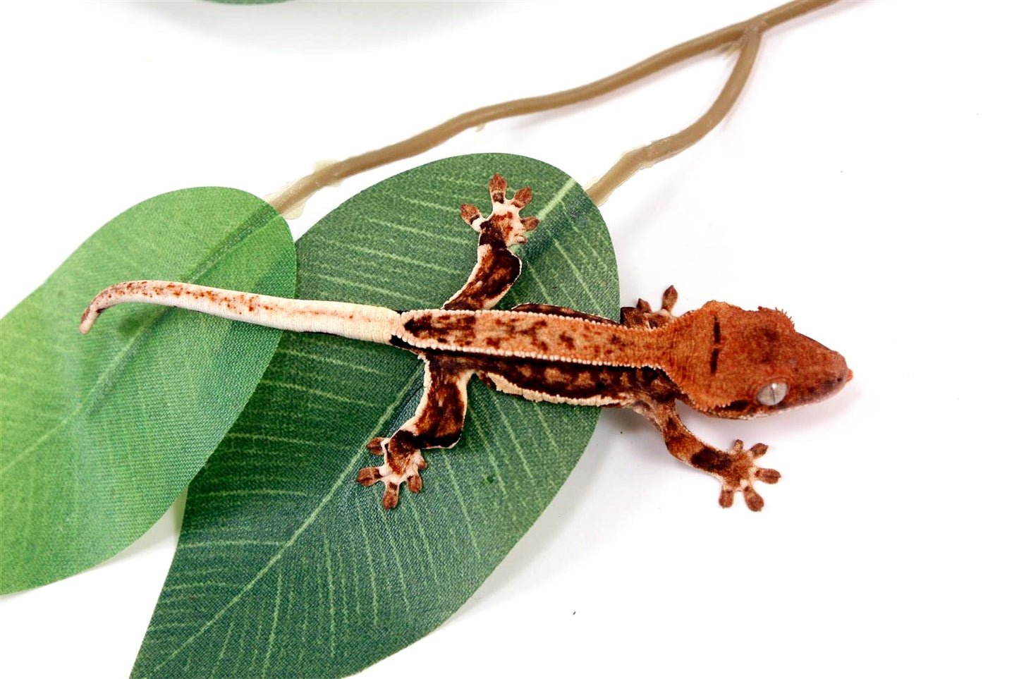 Pinstripe Lilly White Crested Gecko All Reptiles