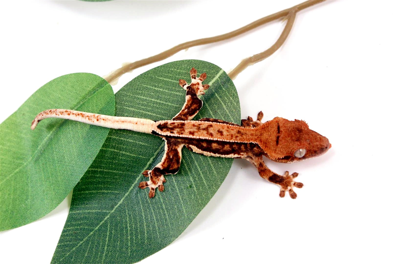 Pinstripe Lilly White Crested Gecko All Reptiles