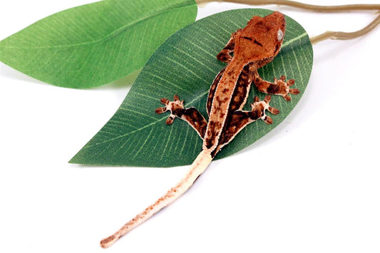 Pinstripe Lilly White Crested Gecko All Reptiles