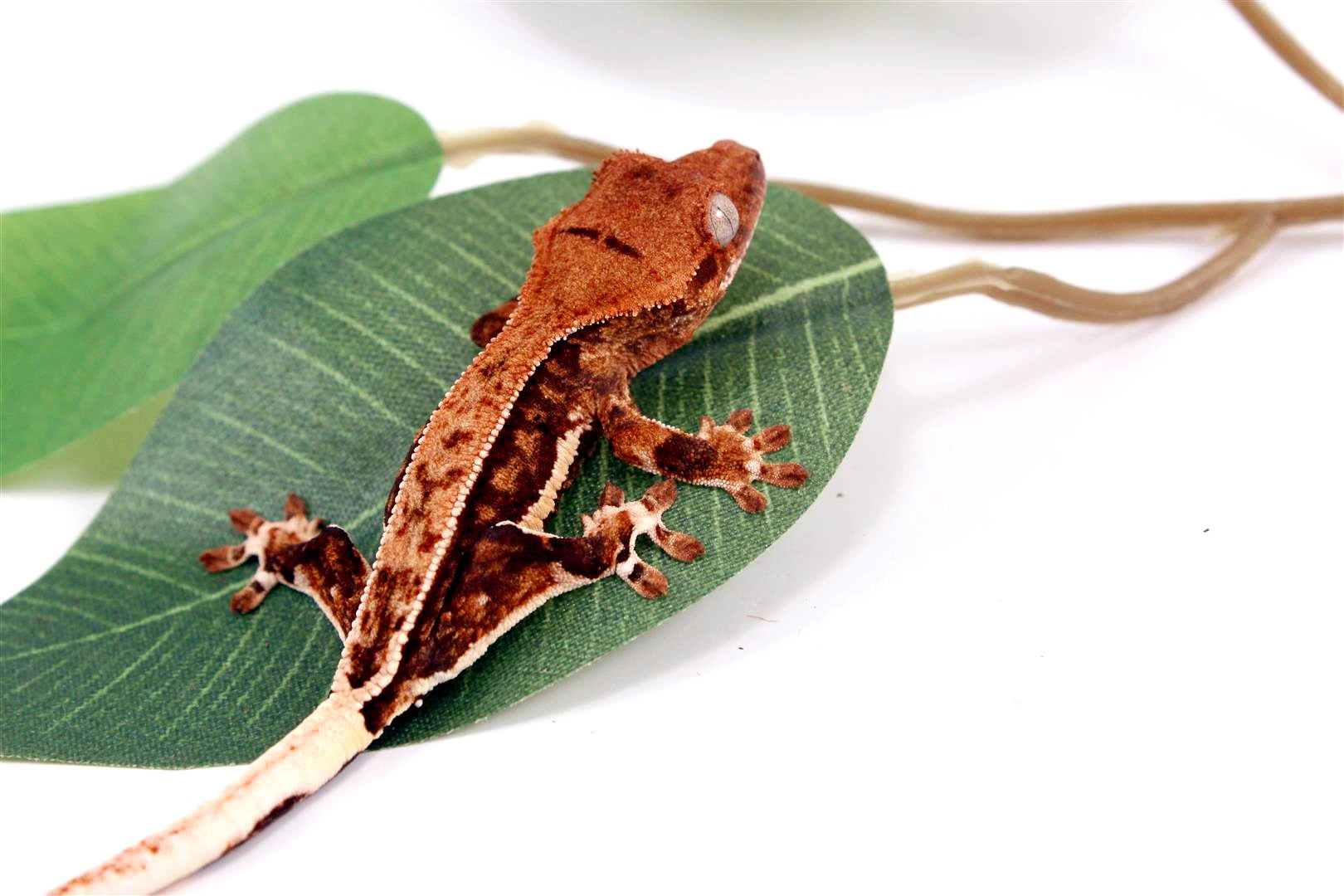 Pinstripe Lilly White Crested Gecko All Reptiles
