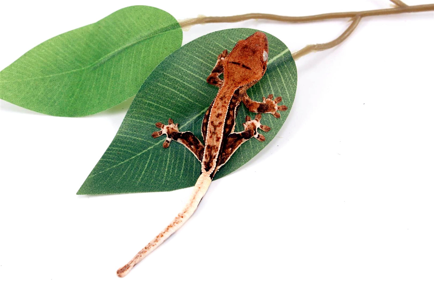 Pinstripe Lilly White Crested Gecko All Reptiles