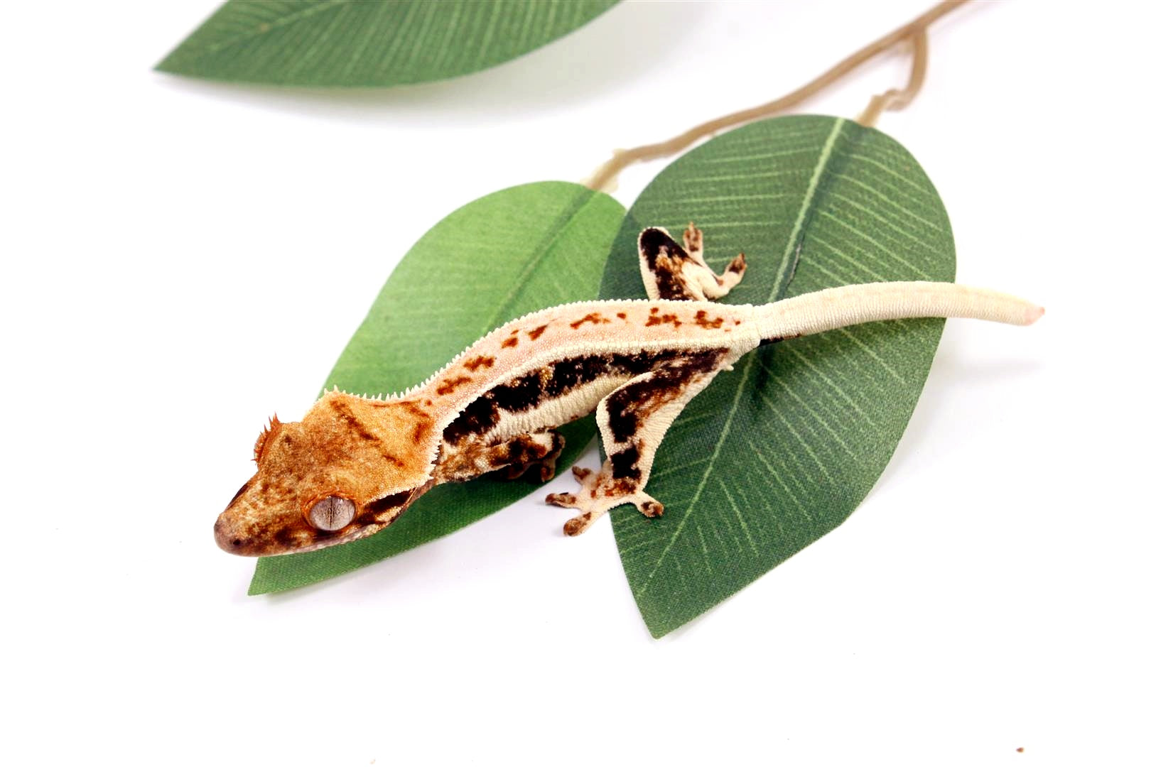 High Contrast Tricolor Lilly White Crested Gecko All Reptiles