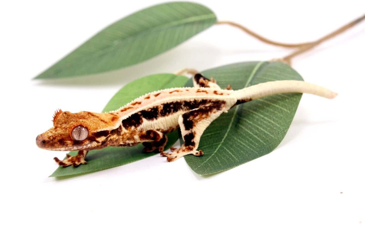 High Contrast Tricolor Lilly White Crested Gecko All Reptiles