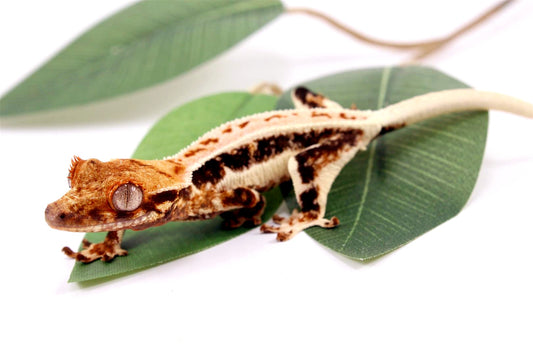 High Contrast Tricolor Lilly White Crested Gecko All Reptiles